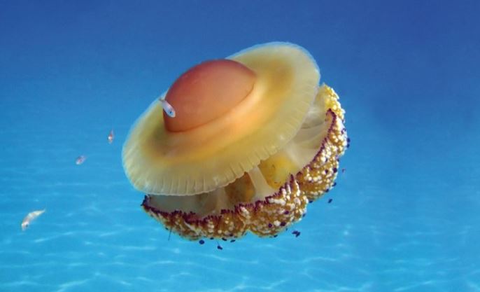 Medusa Cassiopea