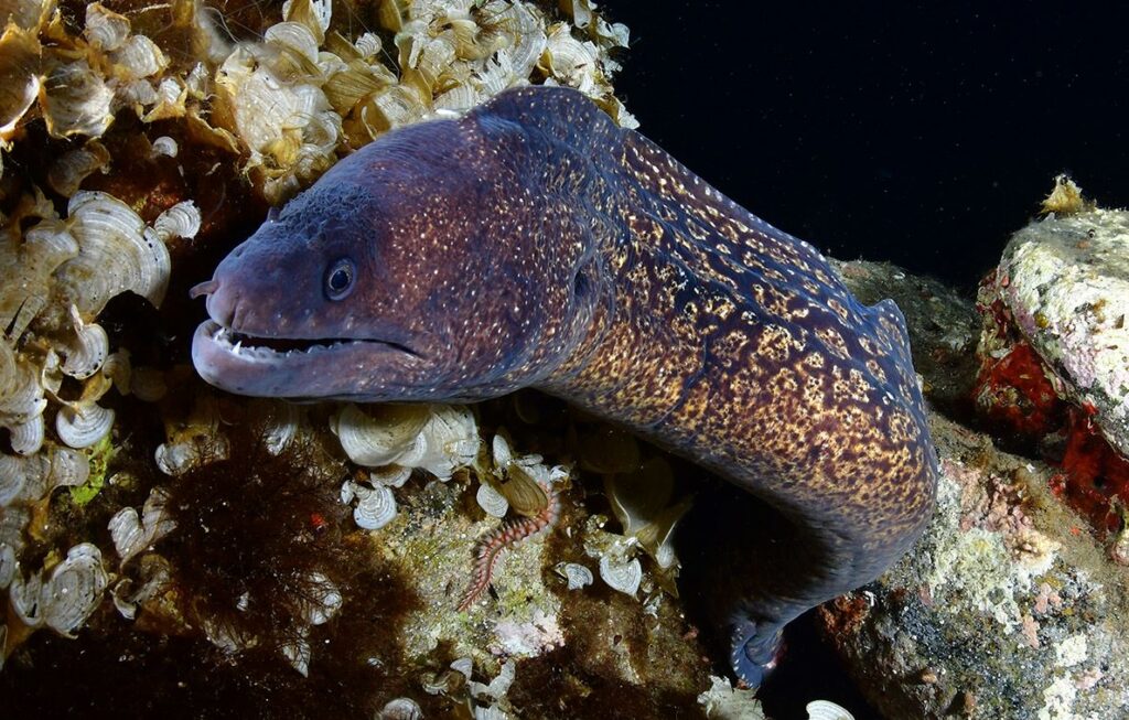 Murena