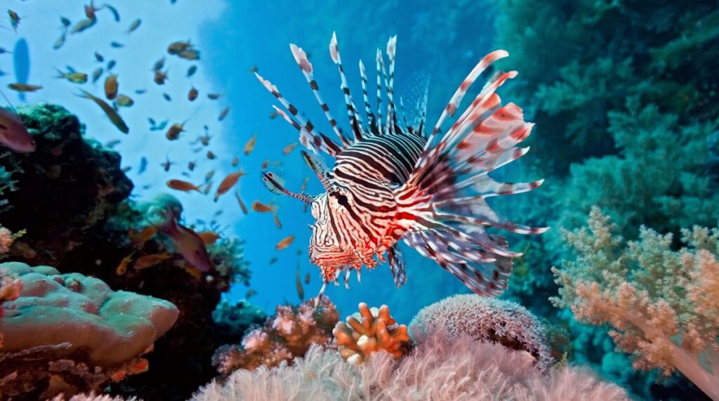Pesce scorpione