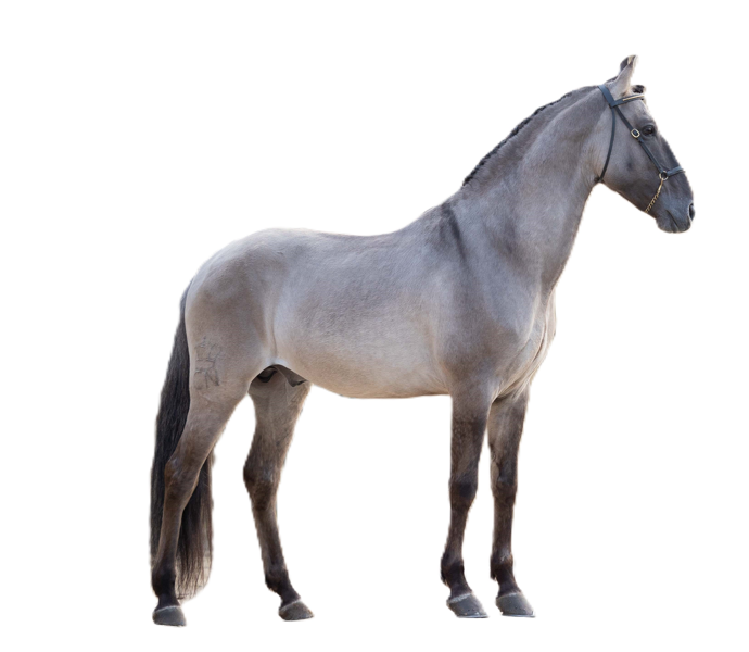 Pony Sorraia