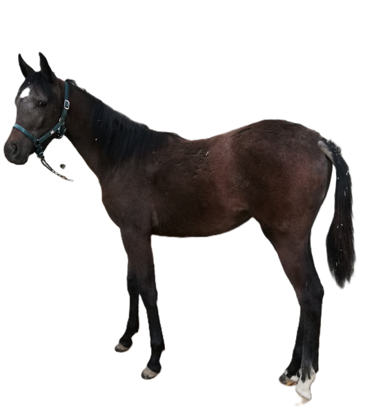 Cavallo Quarab