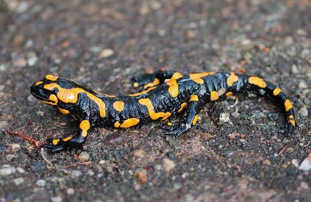 Salamandra