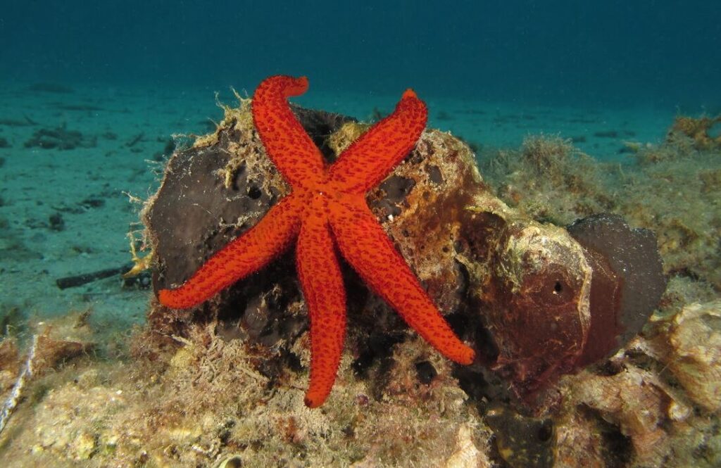 Stella marina
