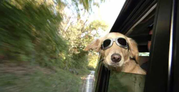 cane treno