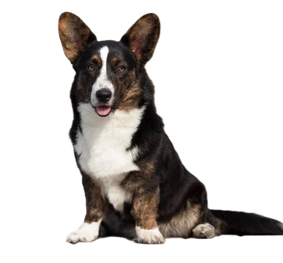 Welsh Corgi Cardigan