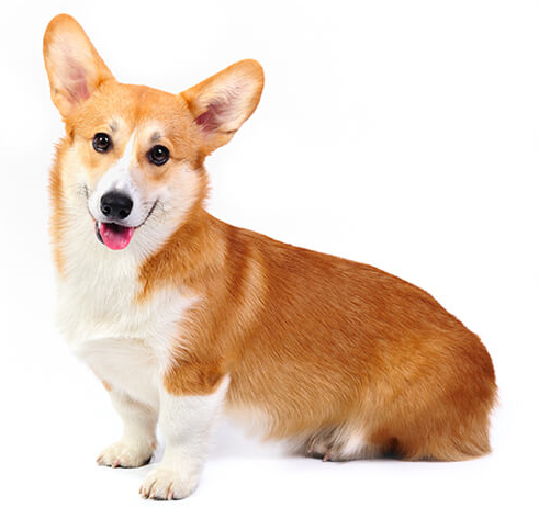 Welsh Corgi Pembroke