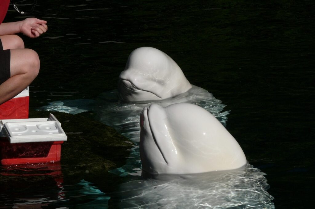 Beluga
