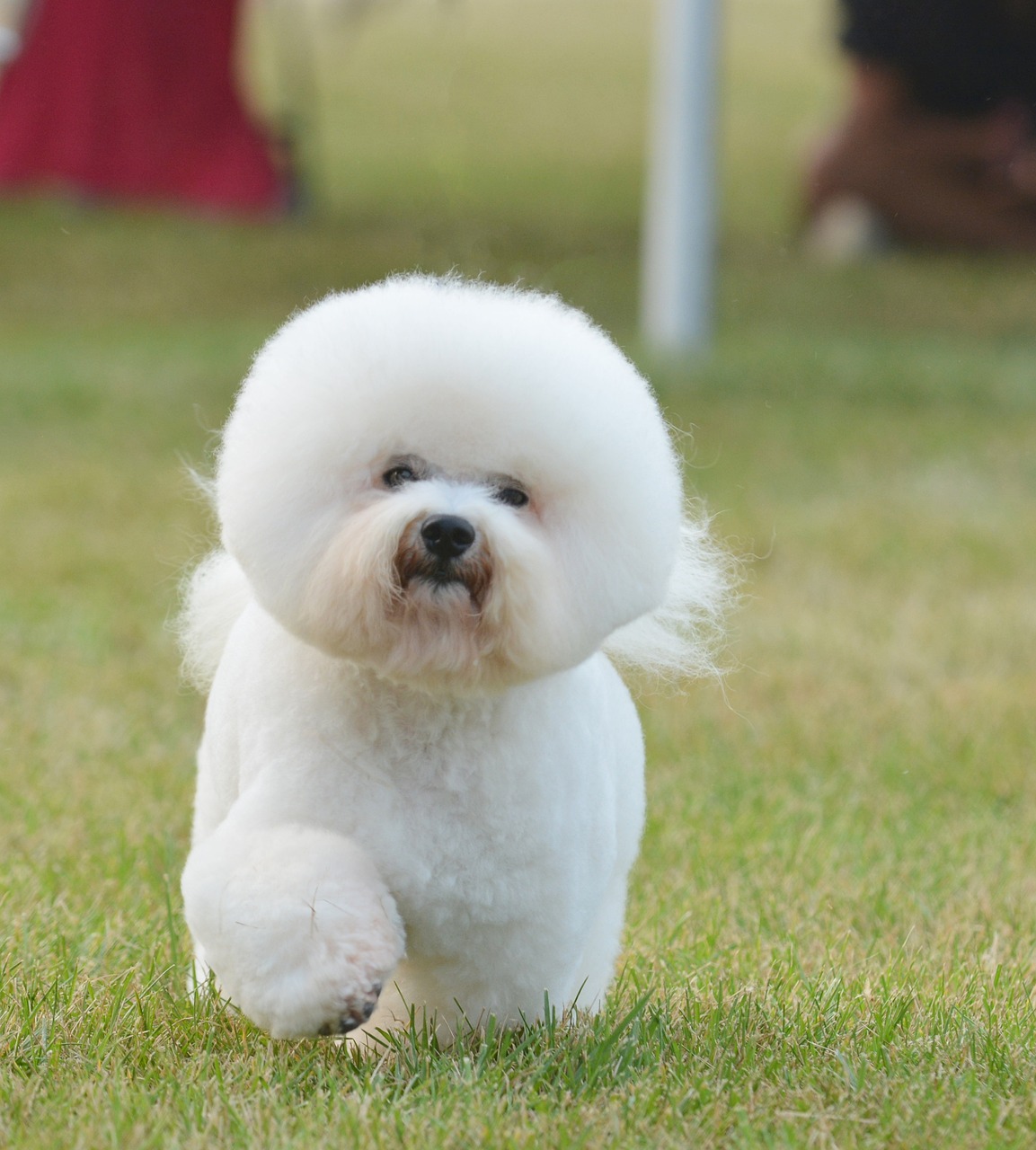 bichon frise 2