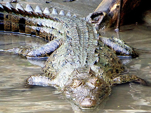 Caimano