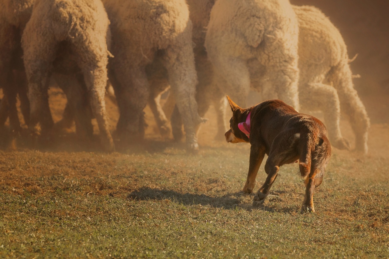 Cane da Pastore Australiano Kelpie