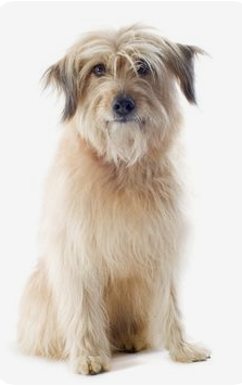 cane da pastore dei pirenei a pelo lungo