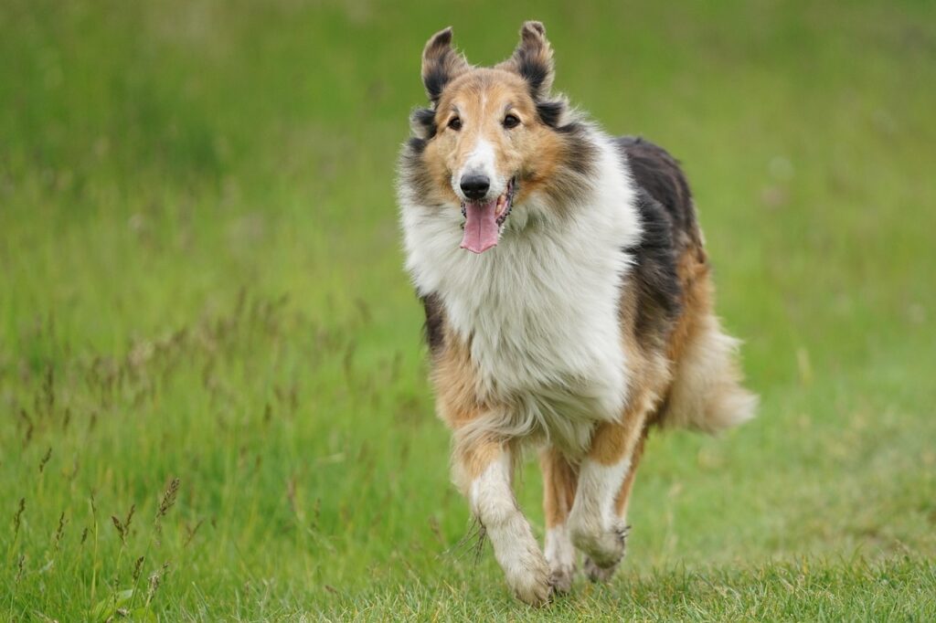 Cane da Pastore Scozzese Shetland