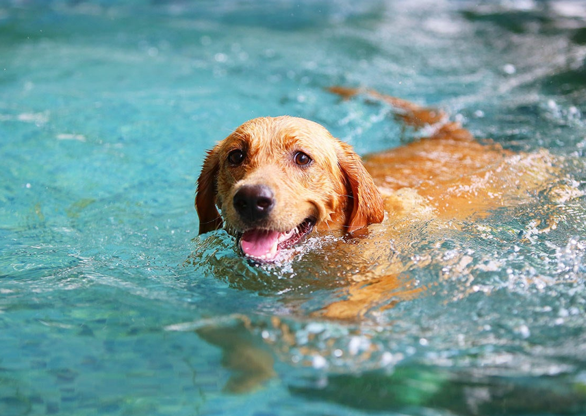 cane nuoto