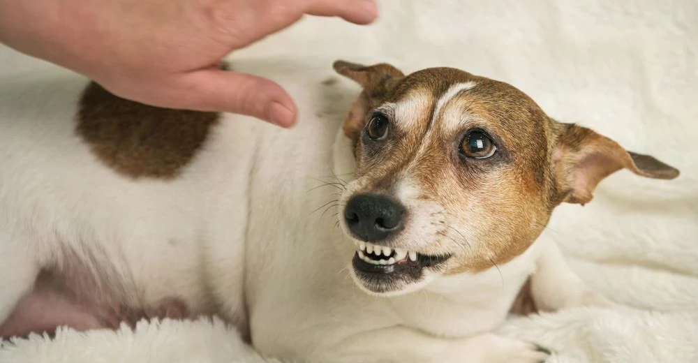 cane ringhia