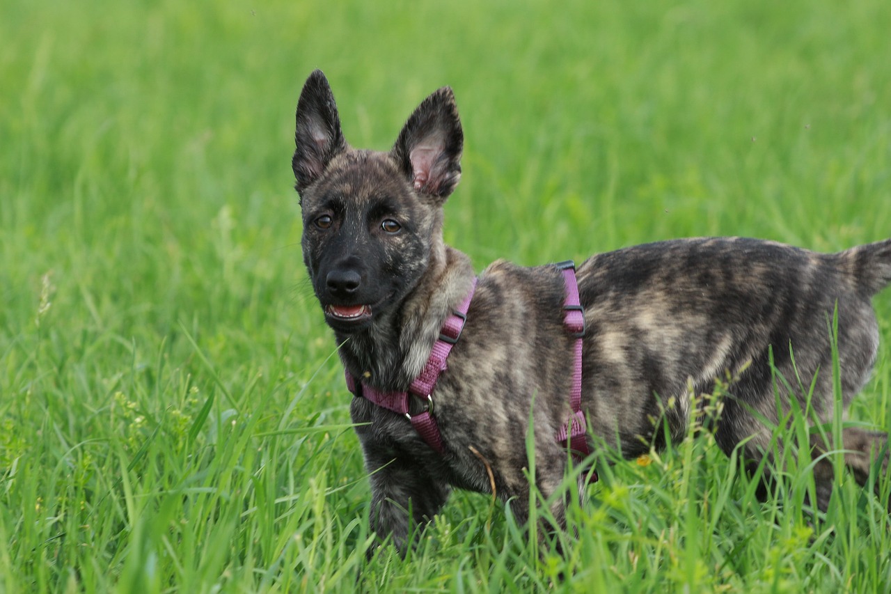 cane da pastore olandese 3