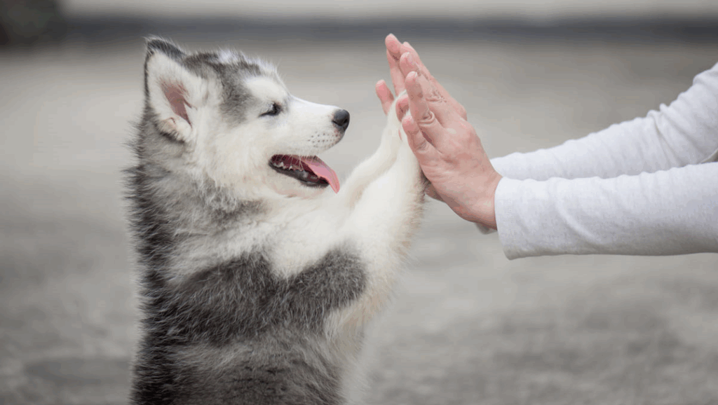 Come addestrare un cane