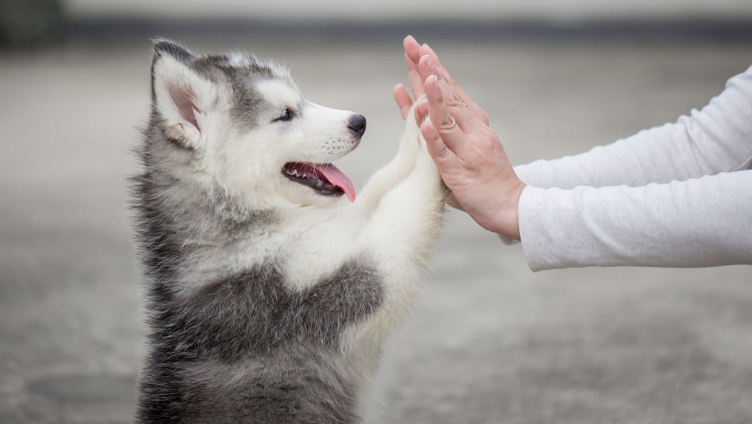 Come addestrare un cane