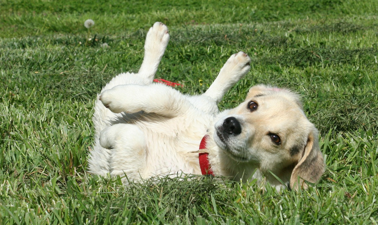 Come insegnare al cane a rotolare
