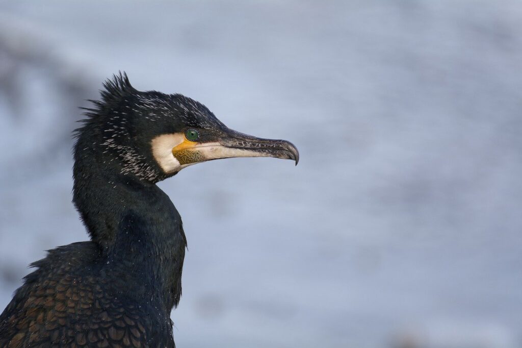 Cormorano
