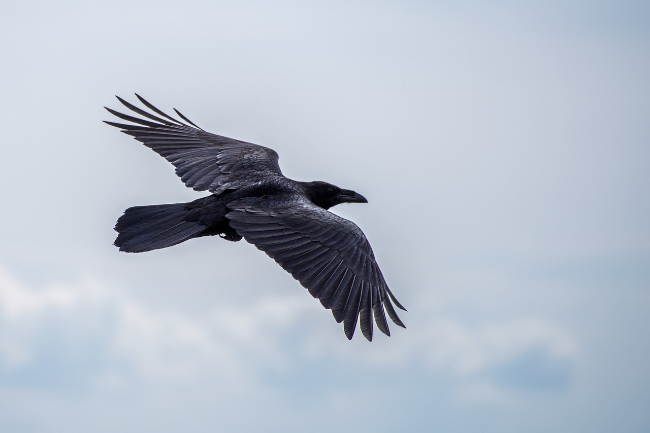 Corvo Imperiale Corvo Imperiale