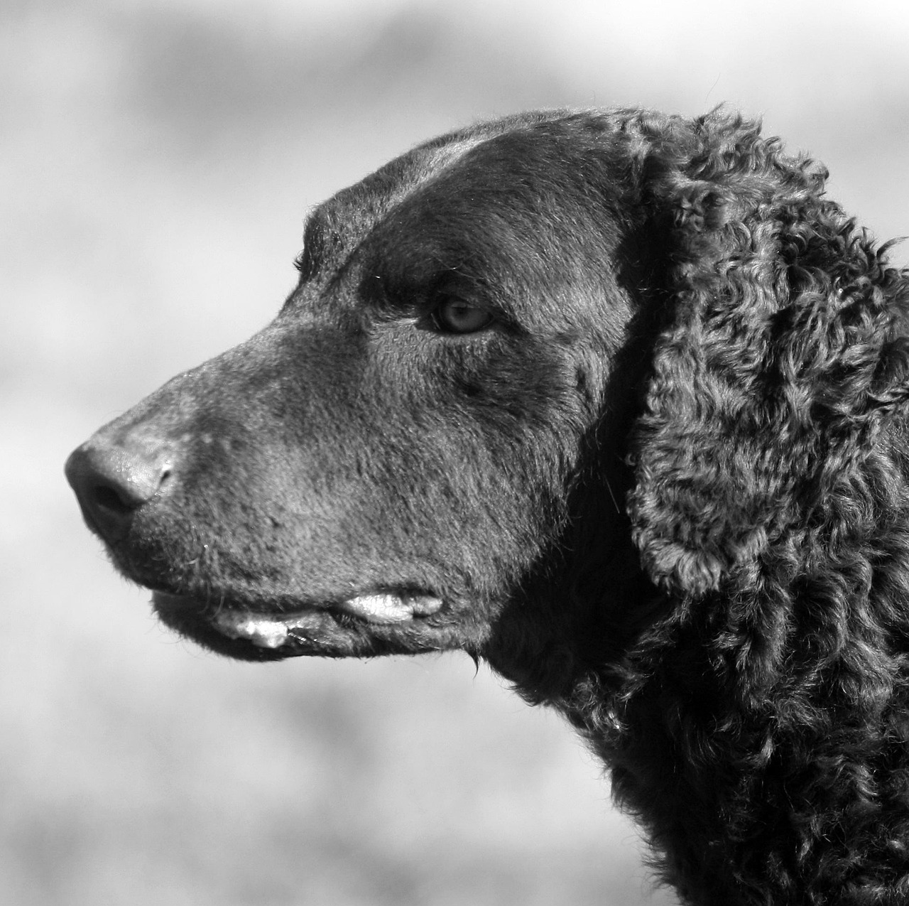 Curly Coated Retriever Curly Coated Retriever