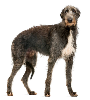 deerhound