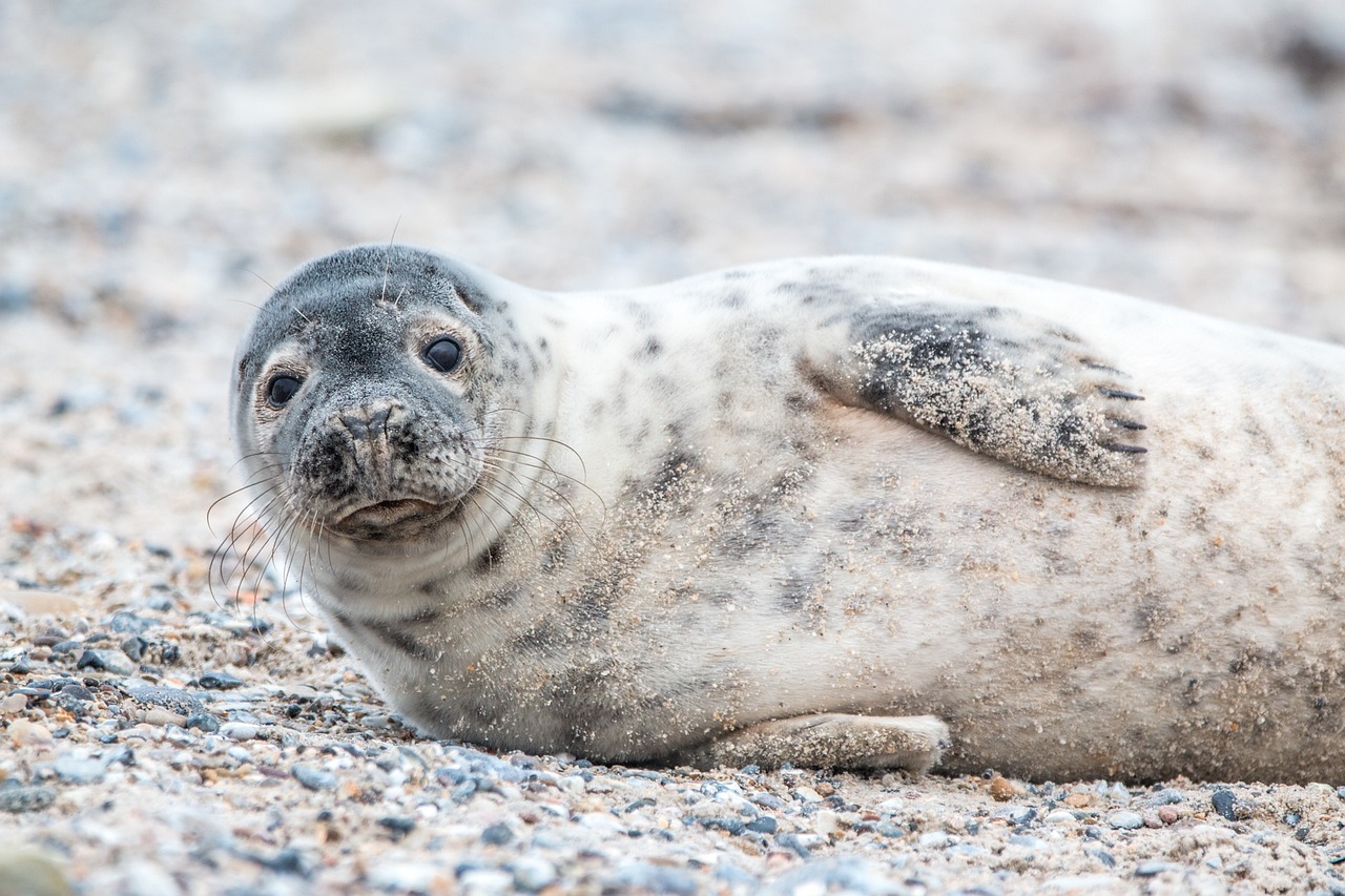 Foca Foca