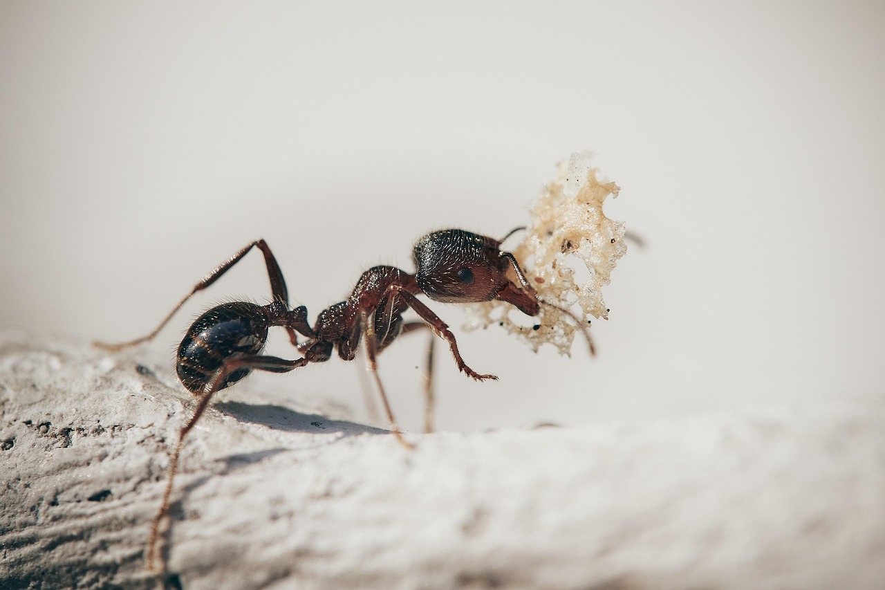 Formica Formica