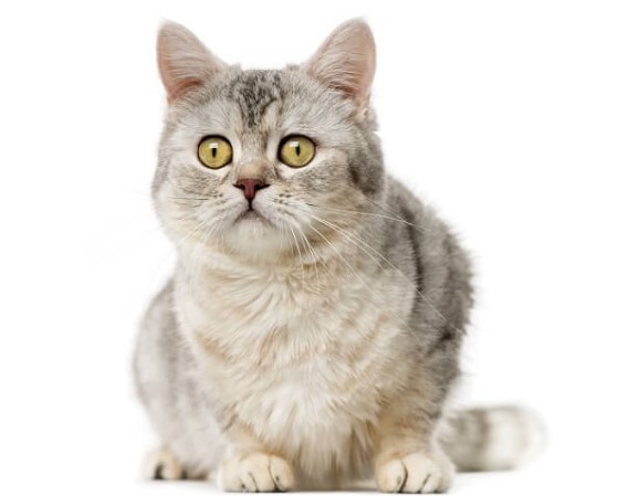Gatto American polydactyl