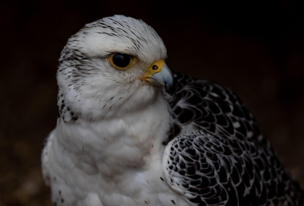 Girfalco
