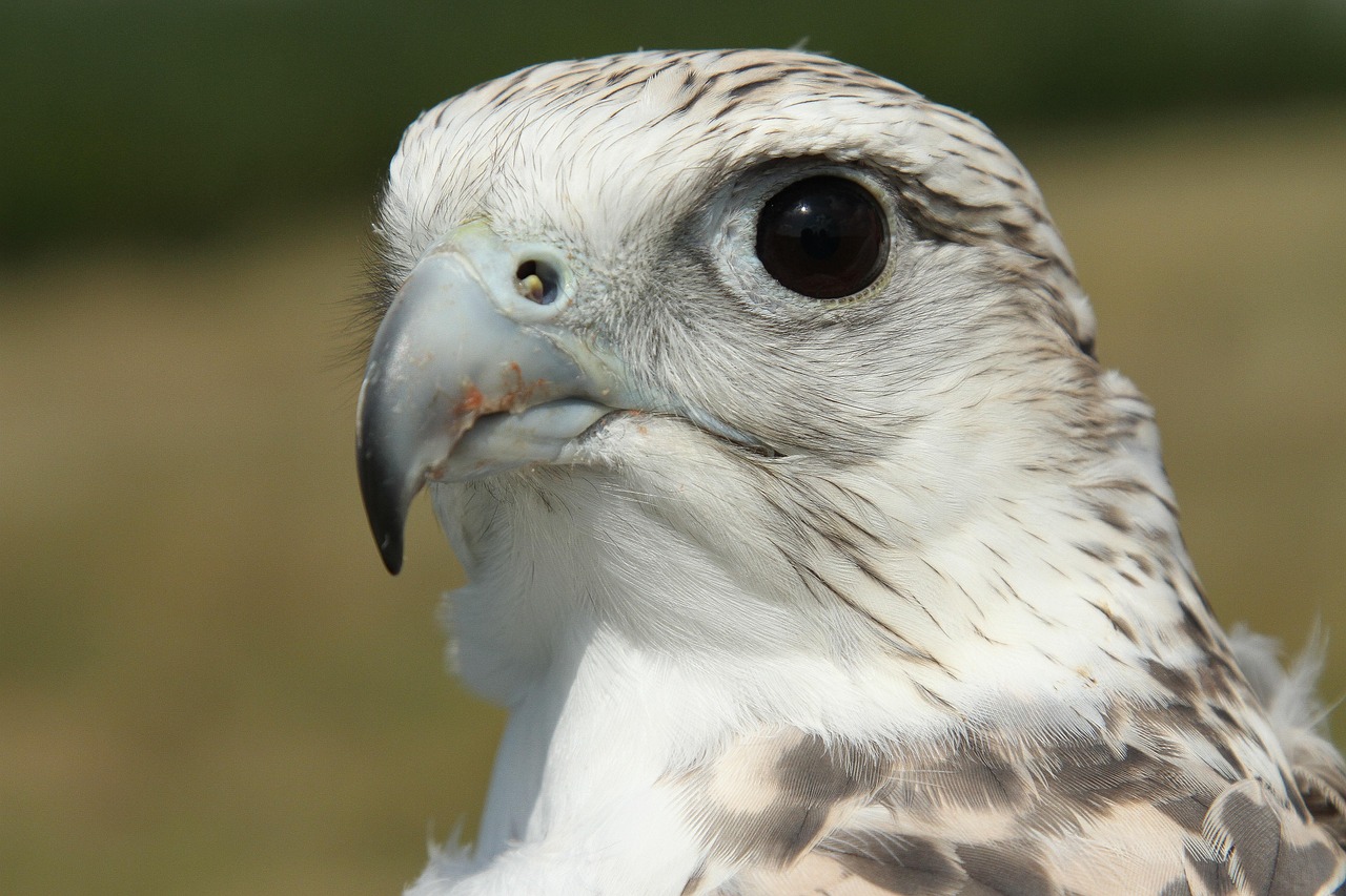 girfalco