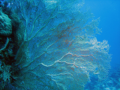 Gorgonia Gorgonia