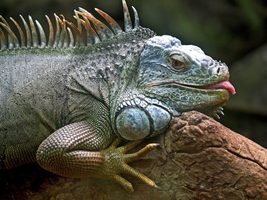 Iguana
