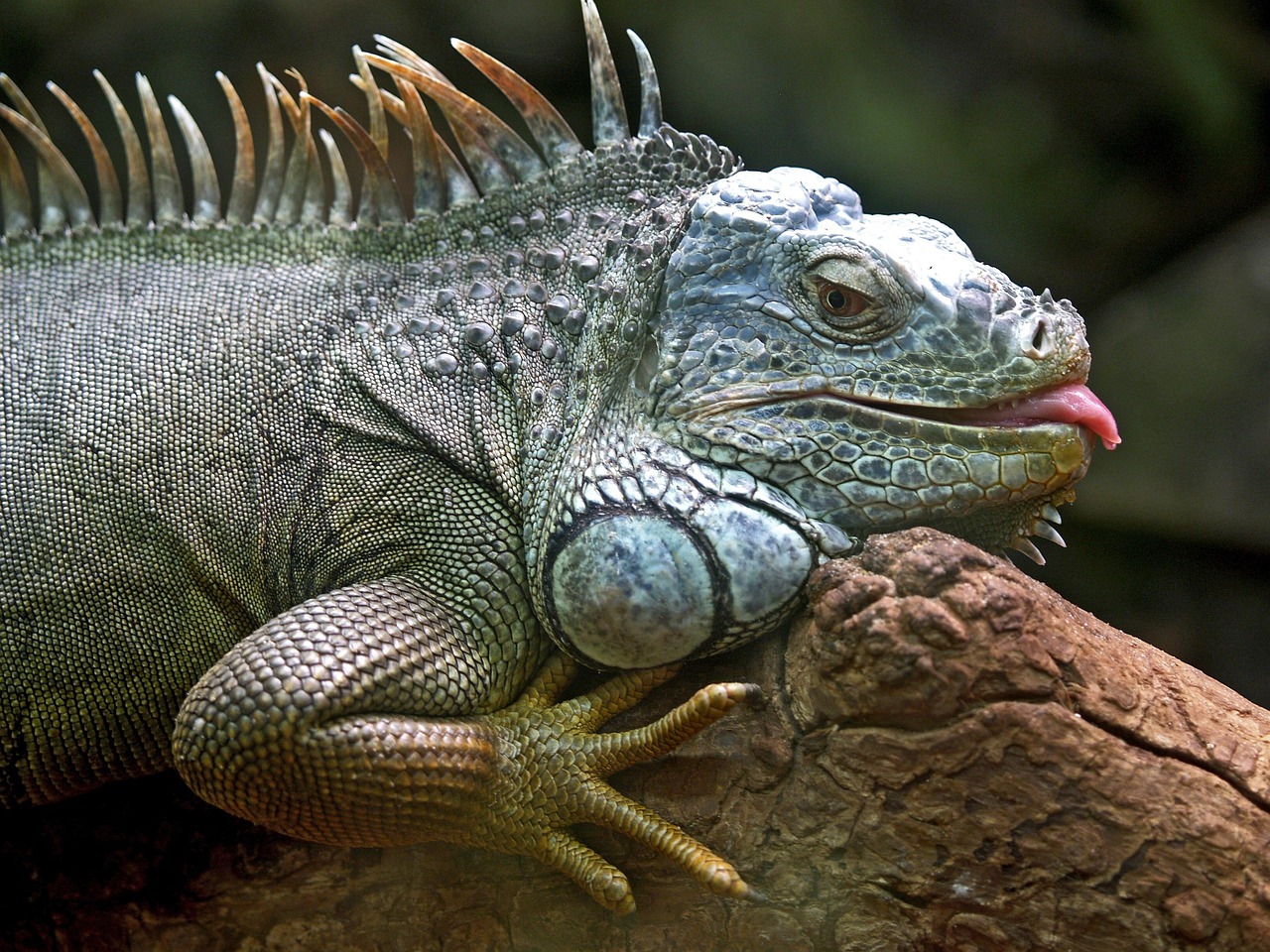 Iguana Iguana