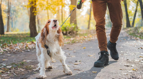 Insegnare al cane a ignorare altri cani