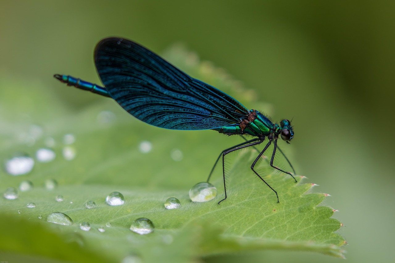 Libellula Libellula