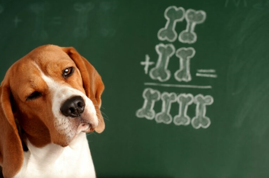 linguaggio cane