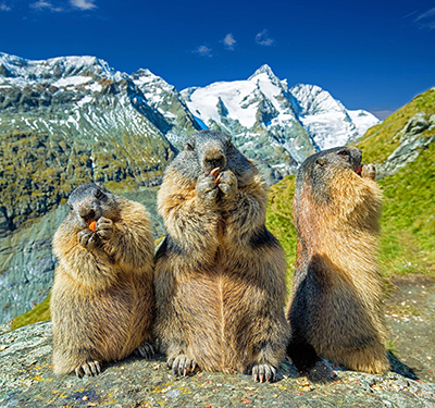 marmotta 2