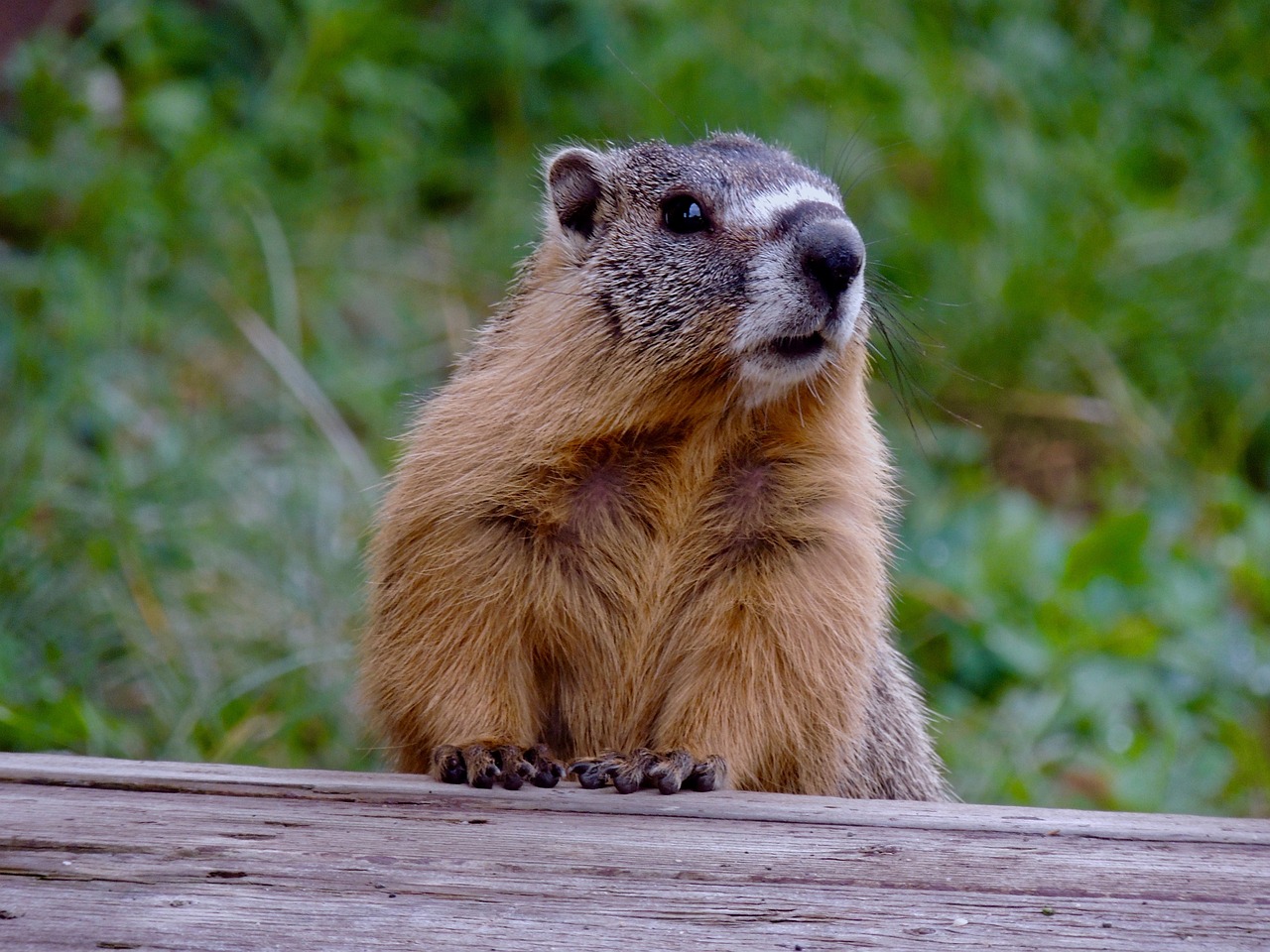 marmotta 3