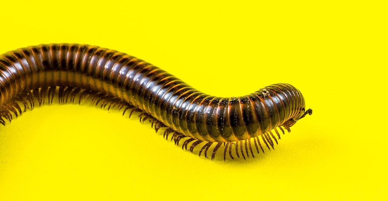 Millepiedi Millepiedi