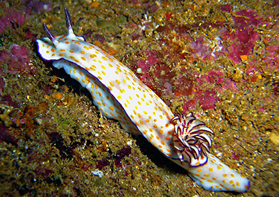 nudibranchi 2