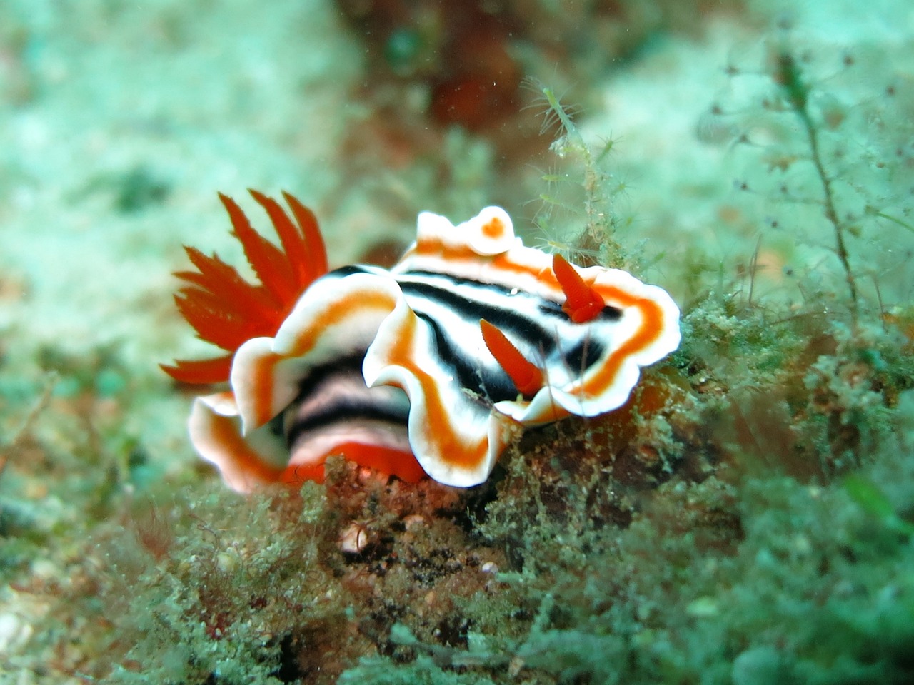 Nudibranchi Nudibranchi