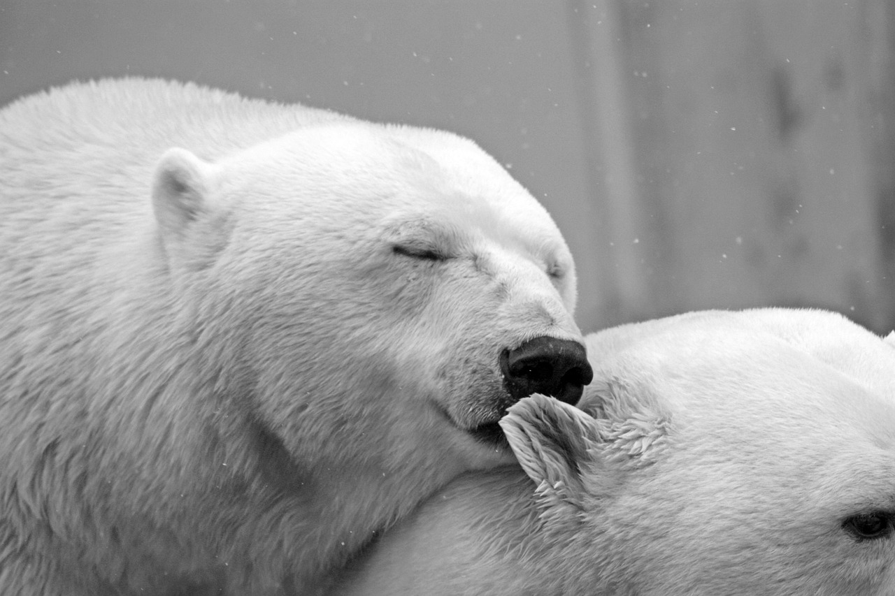 orso polare 2