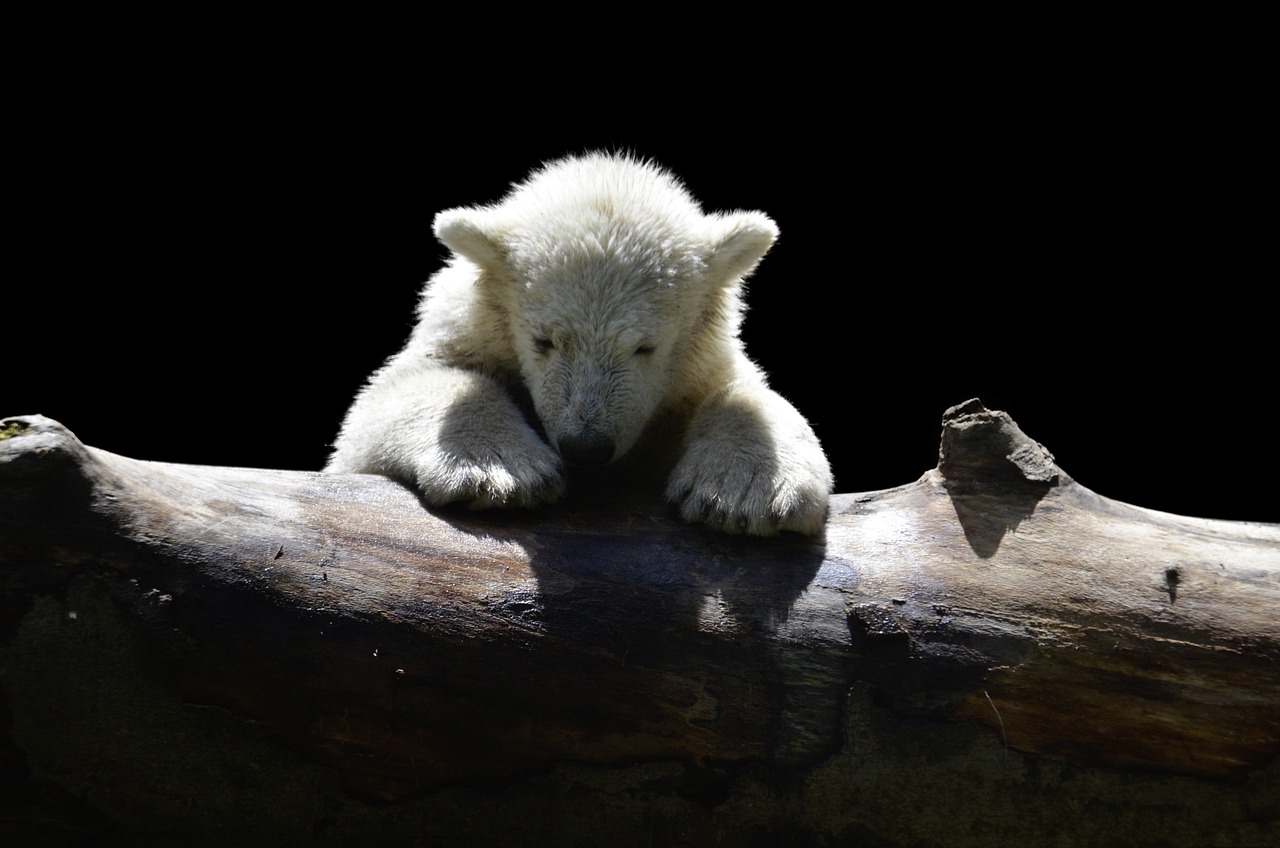 orso polare