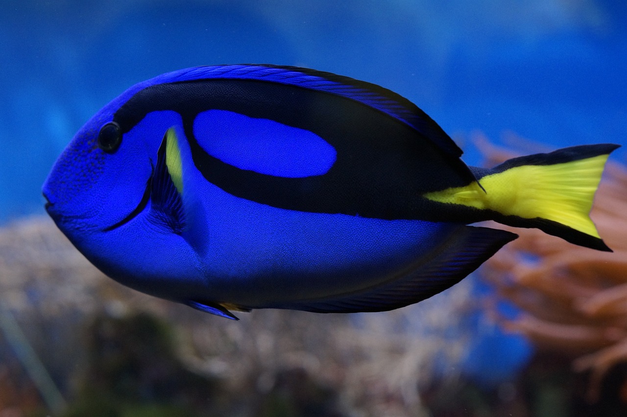 Pesce chirurgo Pesce chirurgo