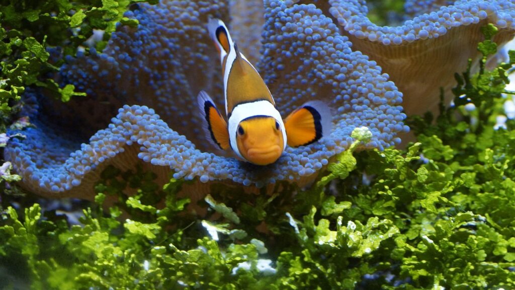 Pesce pagliaccio