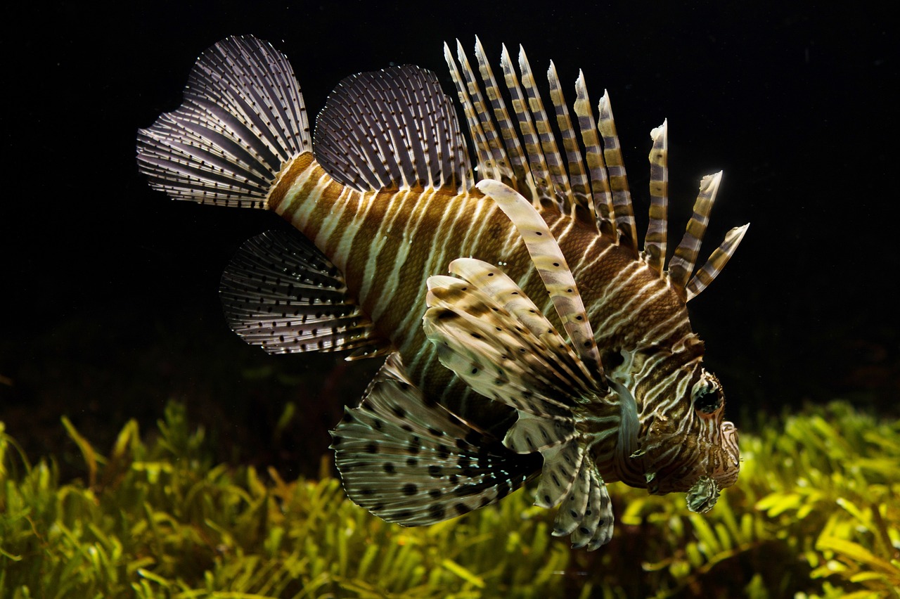 pesce scorpione 2