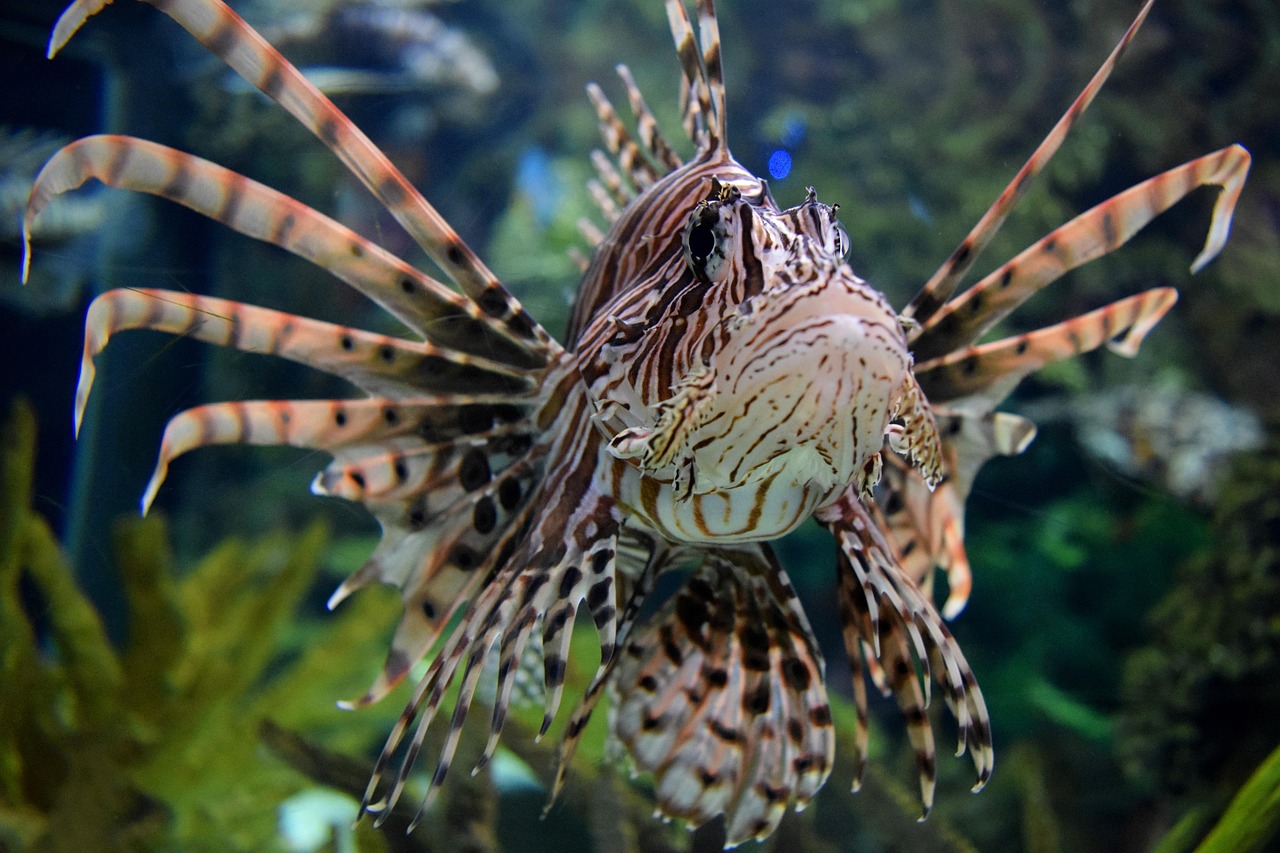 pesce scorpione 3