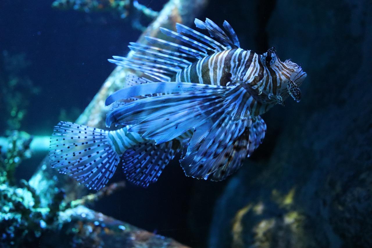 pesce scorpione