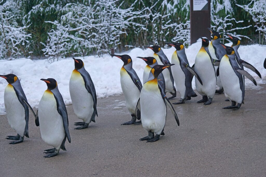 Pinguino Reale